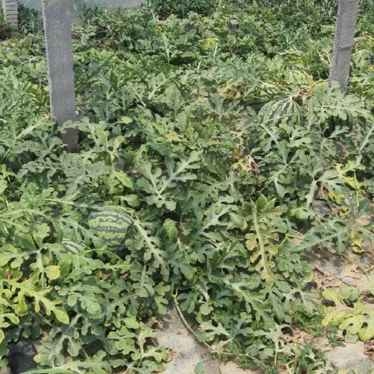 天津 精品天津台头麒麟西瓜