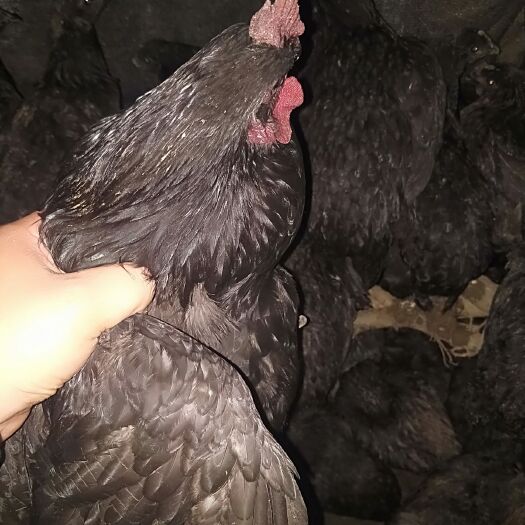 垫江土鸡 鸡苗纯包谷喂养