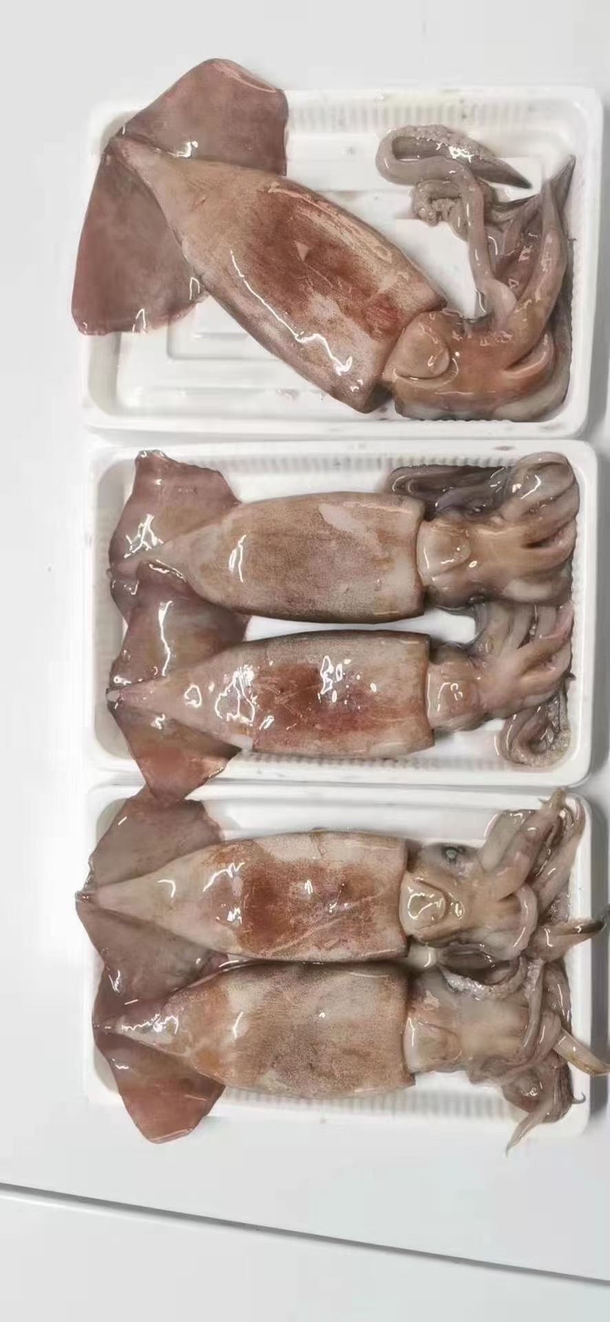 船冻原料大鱿鱼，船冻全规格、规格不同价格不同，适合各餐饮食材