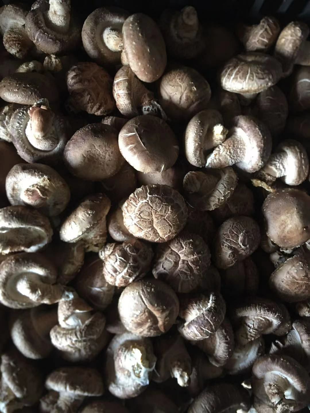 花菇 鲜香菇，干香菇