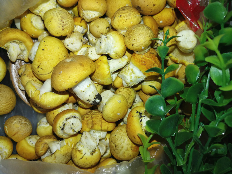 祁连黄蘑菇，炖鸡汤，各种食材搭配。加牛肉爆炒