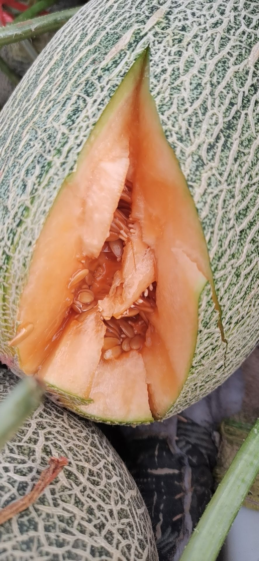 晓蜜25号 精品晓蜜25