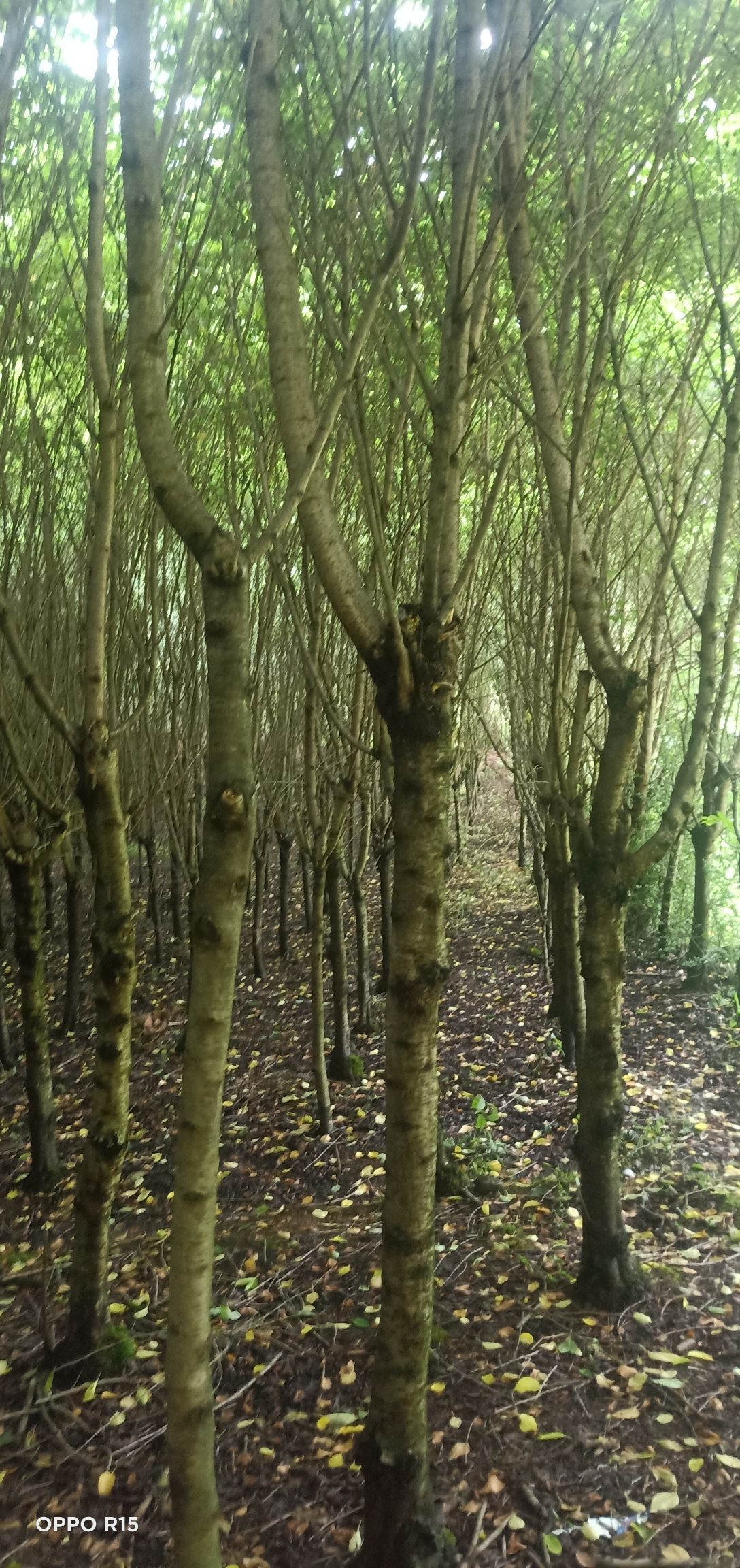 云南早樱 打包卖，樱花，鸡爪槭，海棠，红叶李，