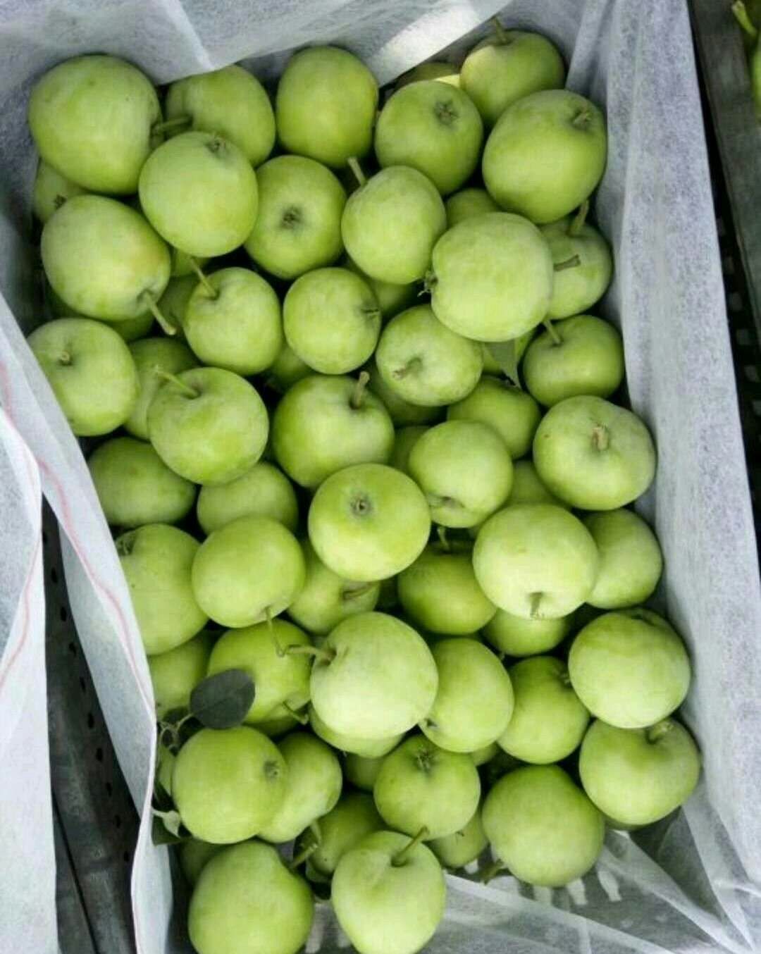 辽伏苹果 青苹果马上可以出货了