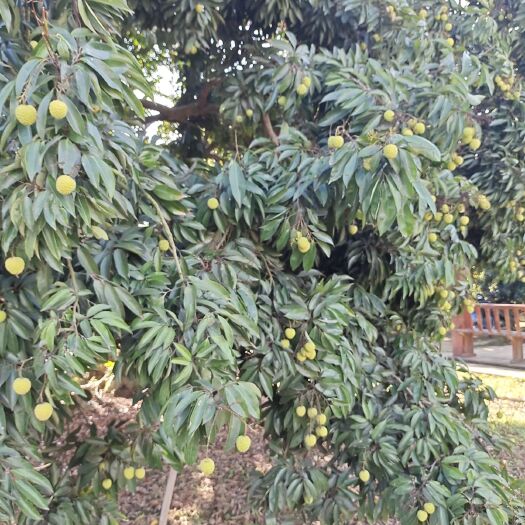 灵山县妃子笑荔枝  我们的产品做无虫害处理。