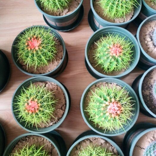 濮阳 仙人球，吸甲醛防辐射，易植养！