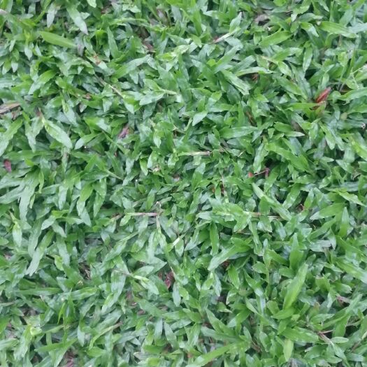 博罗县大叶油草