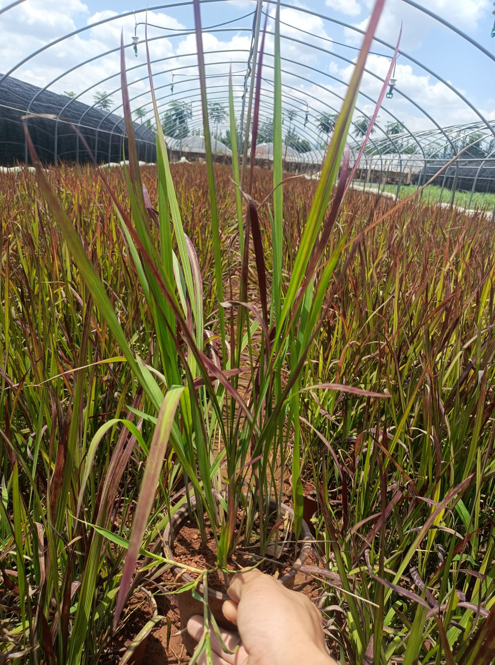 血草 日本血草 血草基地直供