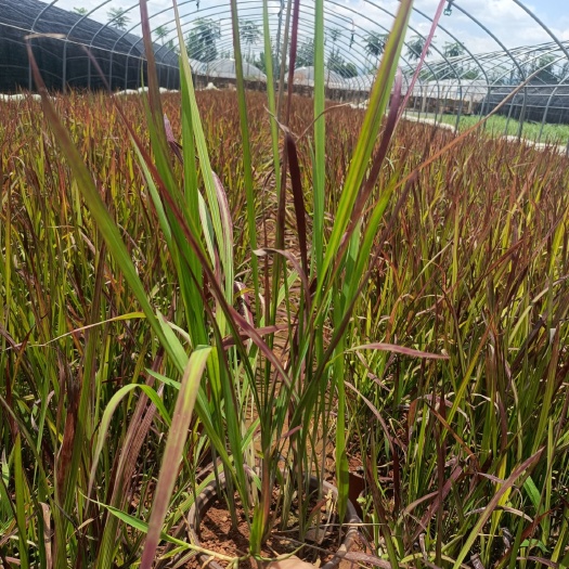 宜良县血草 日本血草 血草基地直供
