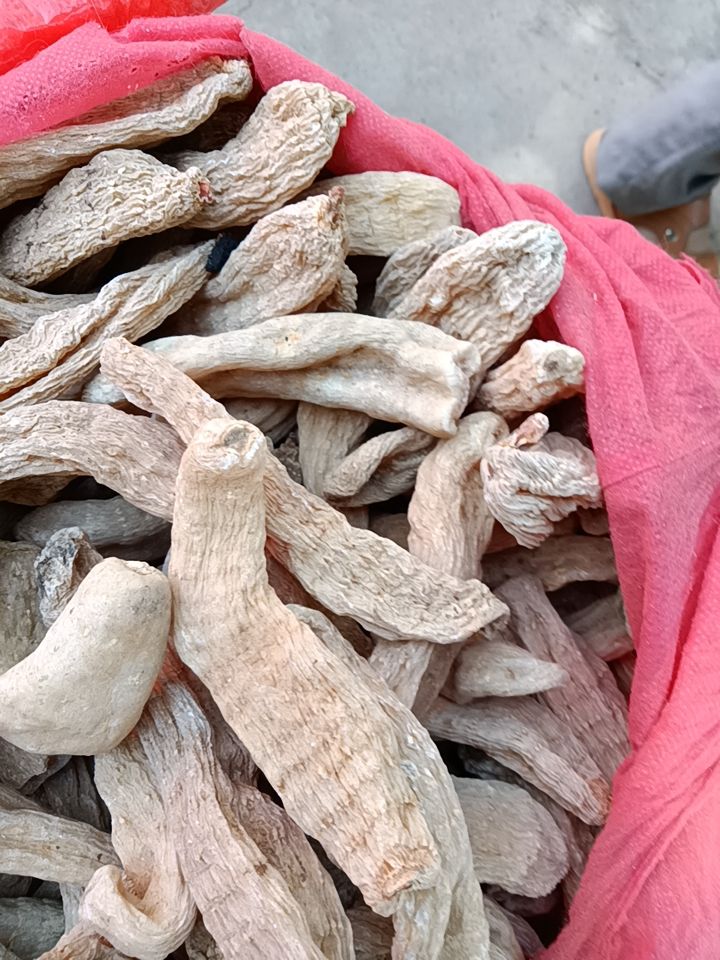 红天麻 丽江天麻