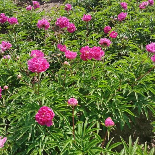 开原市 芍药花 多色千层芍药花 东北耐寒重瓣芍药花 量大优惠实地看苗