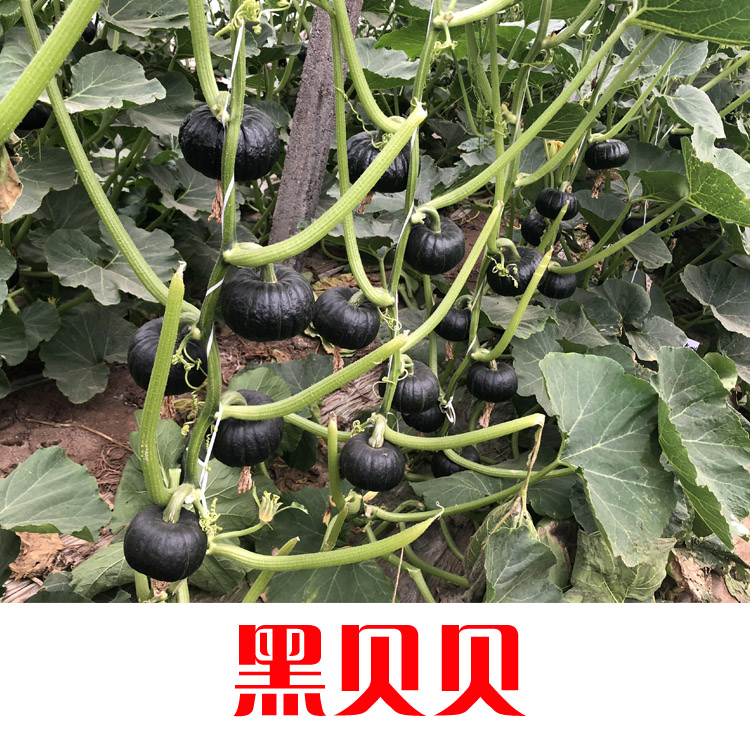高产抗病，迷你贝贝南瓜种子-黑贝贝