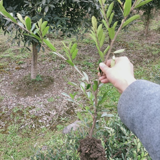 宜昌中华蚊母树  小叶蚊母色块苗