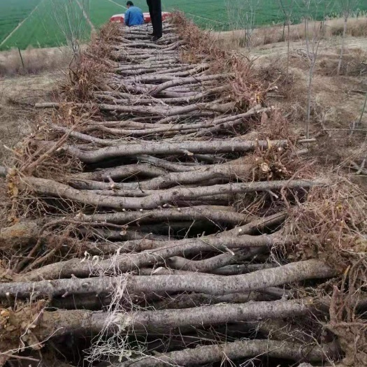 枣强县金秋红蜜桃苗  桃树      5～10公分  基地直供  1000亩