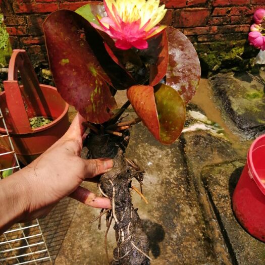 桂林睡莲花，万维沙