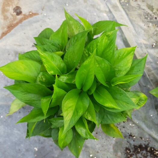 广州绿萝  冠幅大，叶片绿，叶色靓，密度好A货180