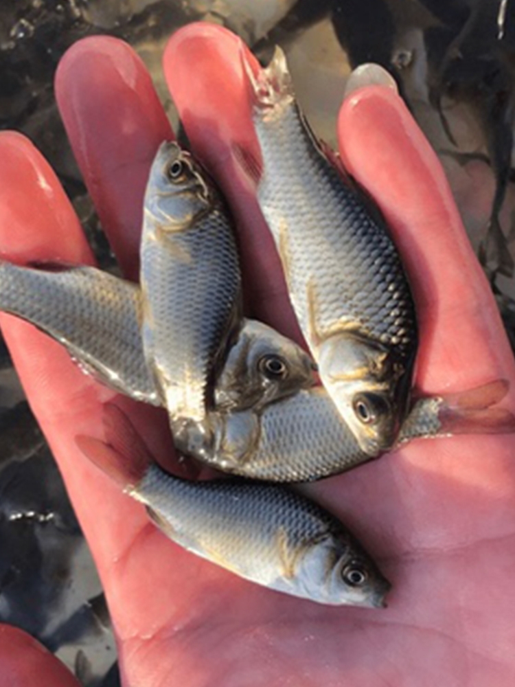 白鲢鱼苗  现货白鲢水花苗量大论斤