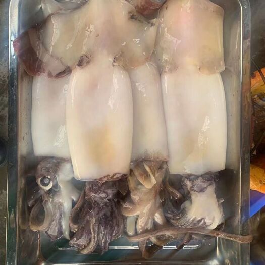 北海船冻原料大鱿鱼，船冻全规格、规格不同价格不同，适合各餐饮食材
