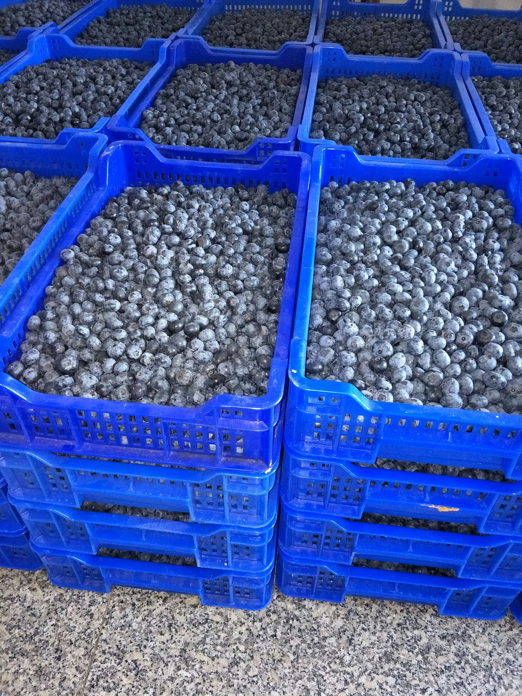 薄雾蓝莓 怀宁蓝莓