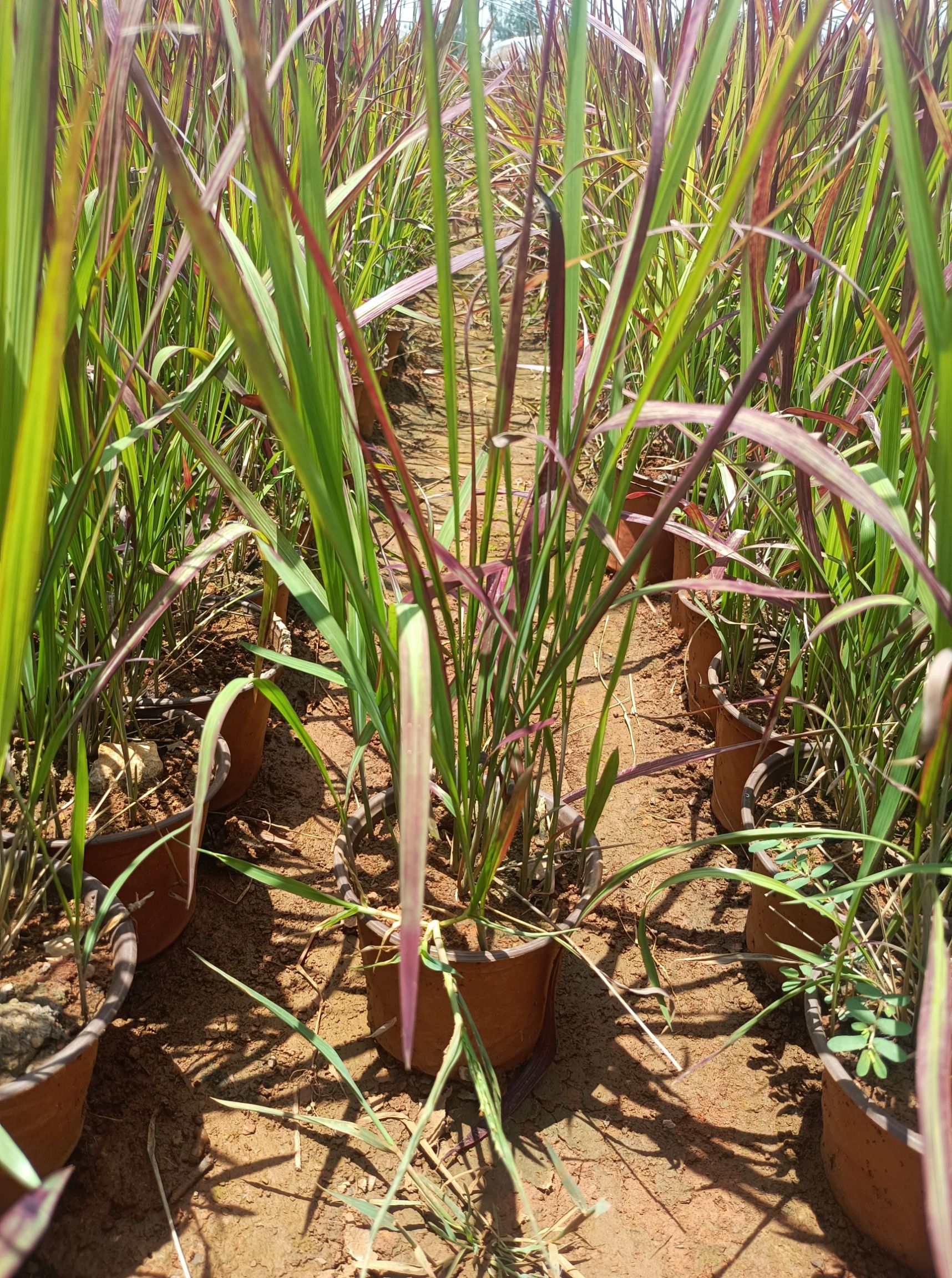 血草 日本血草 血草基地直供