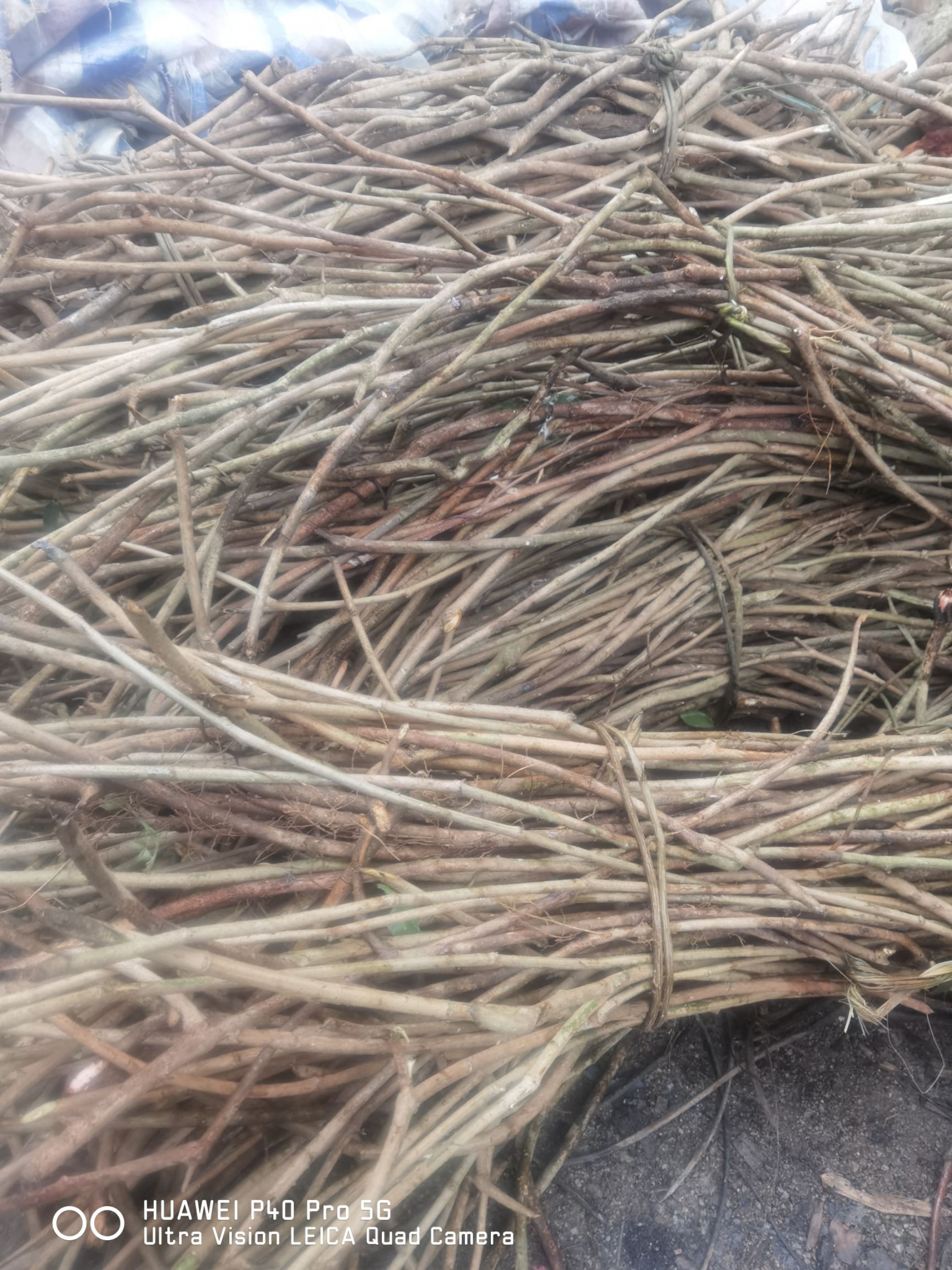 鸡血藤种苗枝条