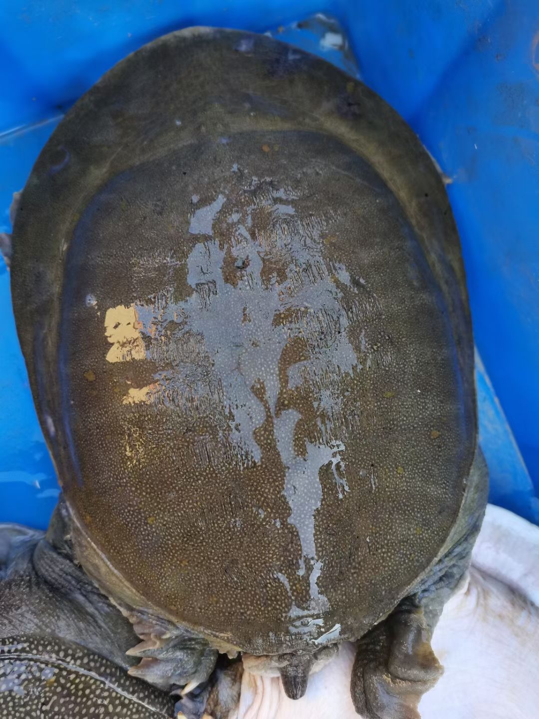 黄沙鳖  山塘放养.泉水养殖.10年精品老甲鱼.水鱼，团鱼.