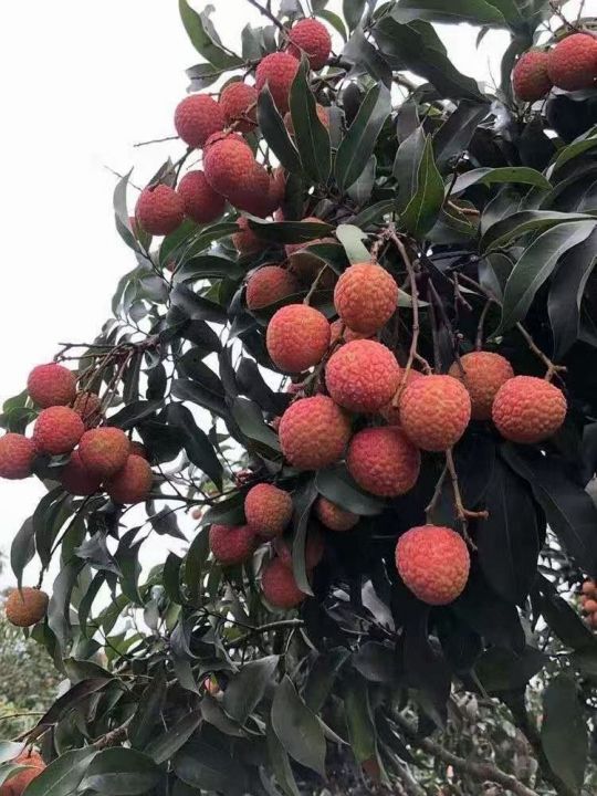 黑叶荔枝  一个星期上市，1.6荔枝，黑叶，桂味，三级果1