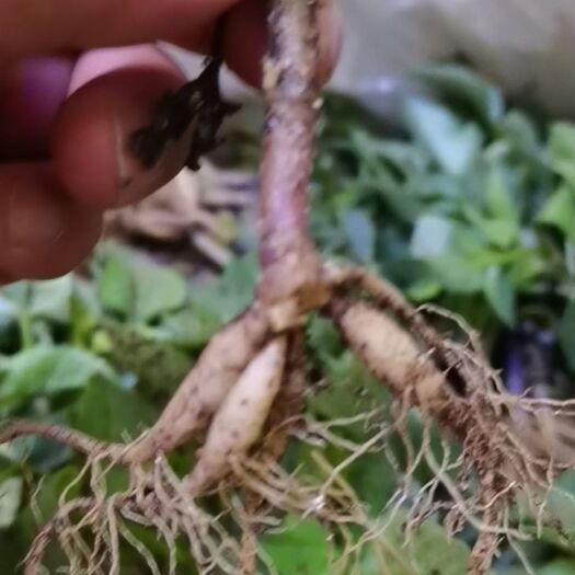 临洮县 大丽花苗