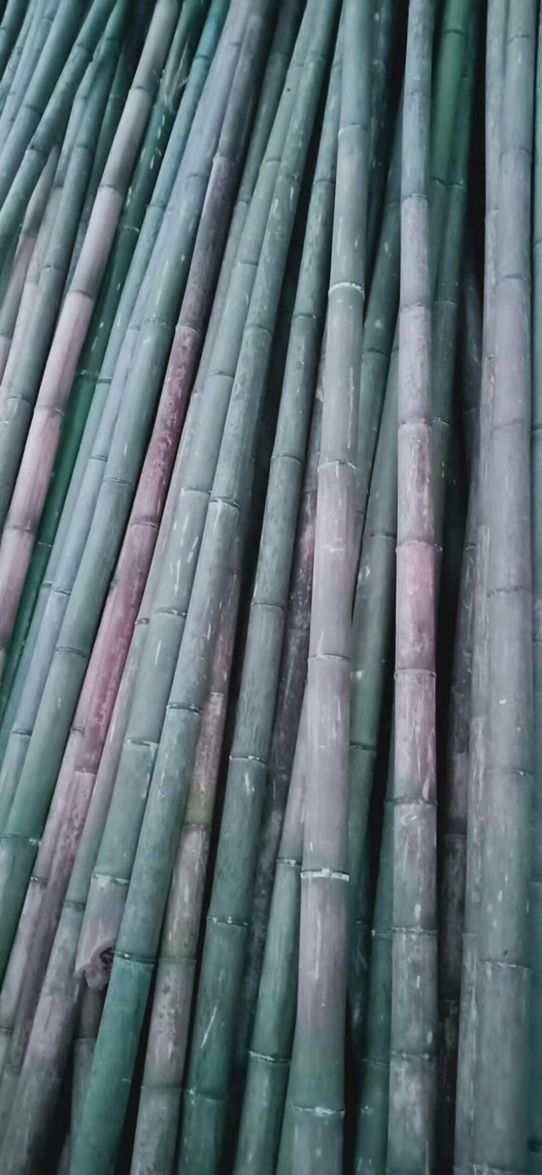  有量毛竹、架子竹