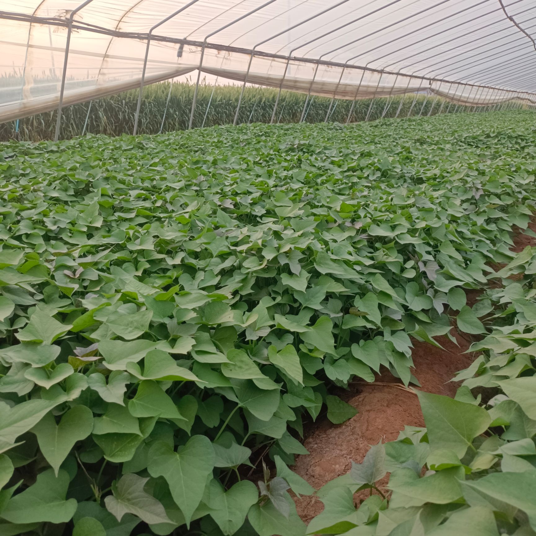 商薯19红薯苗  河南省引进脱毒试管驯化苗