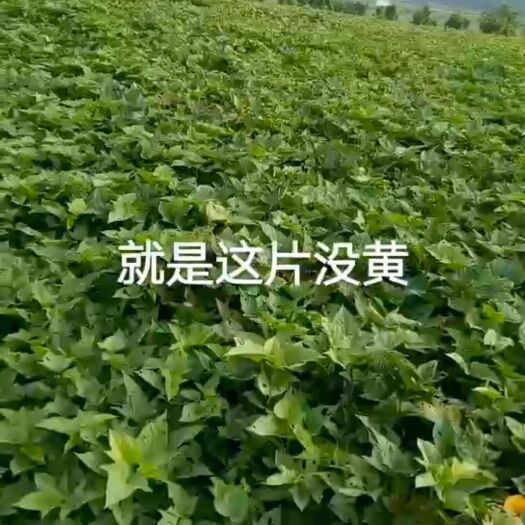 勐海县 紫薯200顿