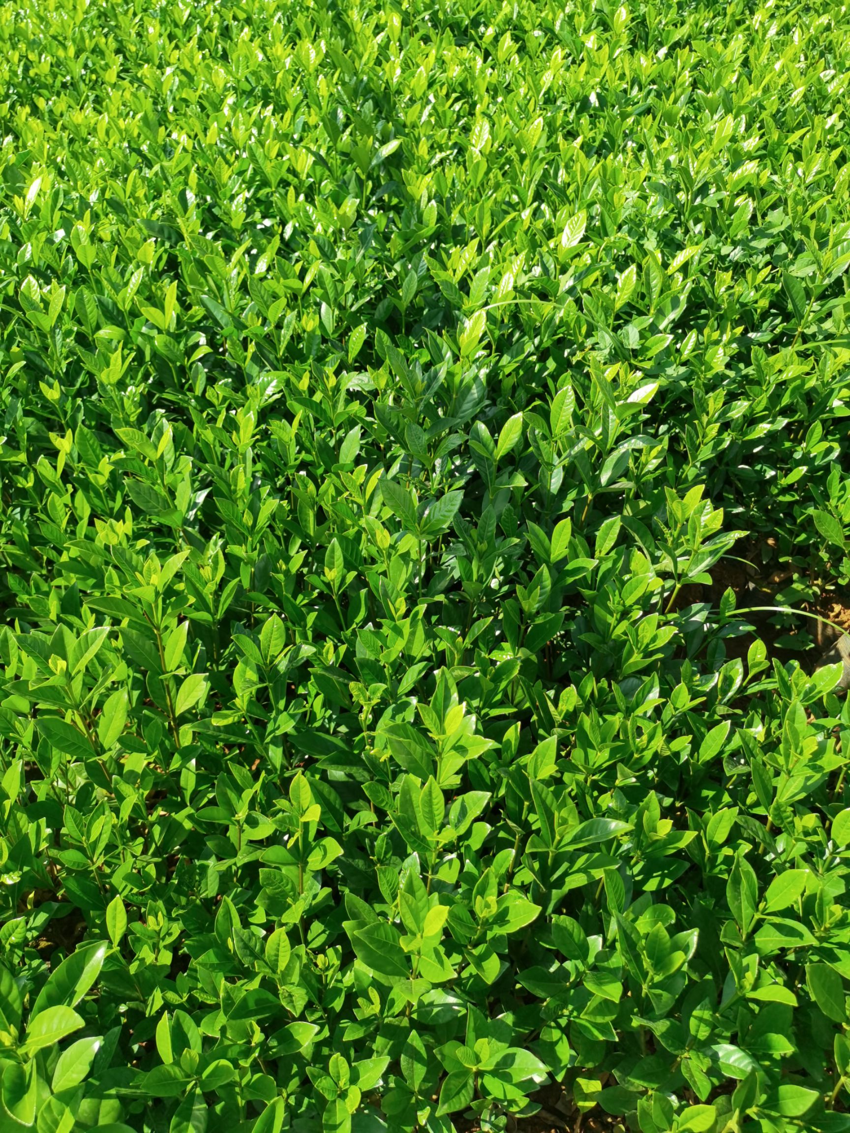 小叶栀子  栀子花