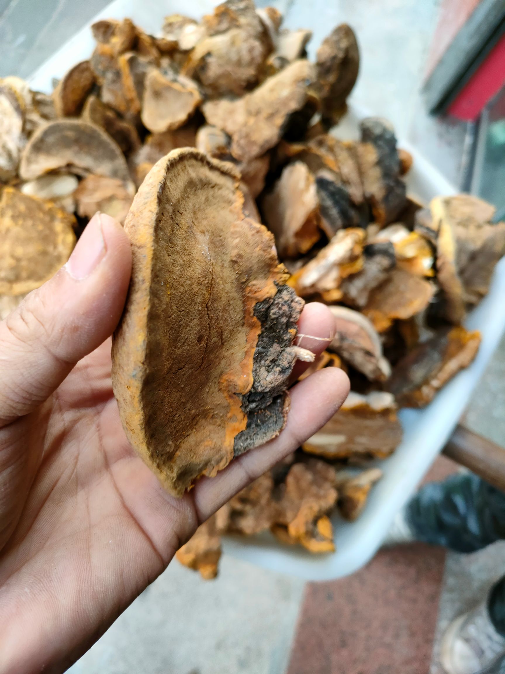 桑黄，秦岭杨树桑黄