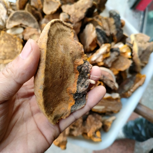桑黄，秦岭杨树桑黄