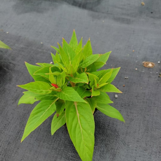 佛山鸡冠花，凤尾鸡冠花初花，冠幅大，高度适中，具体详情请咨询