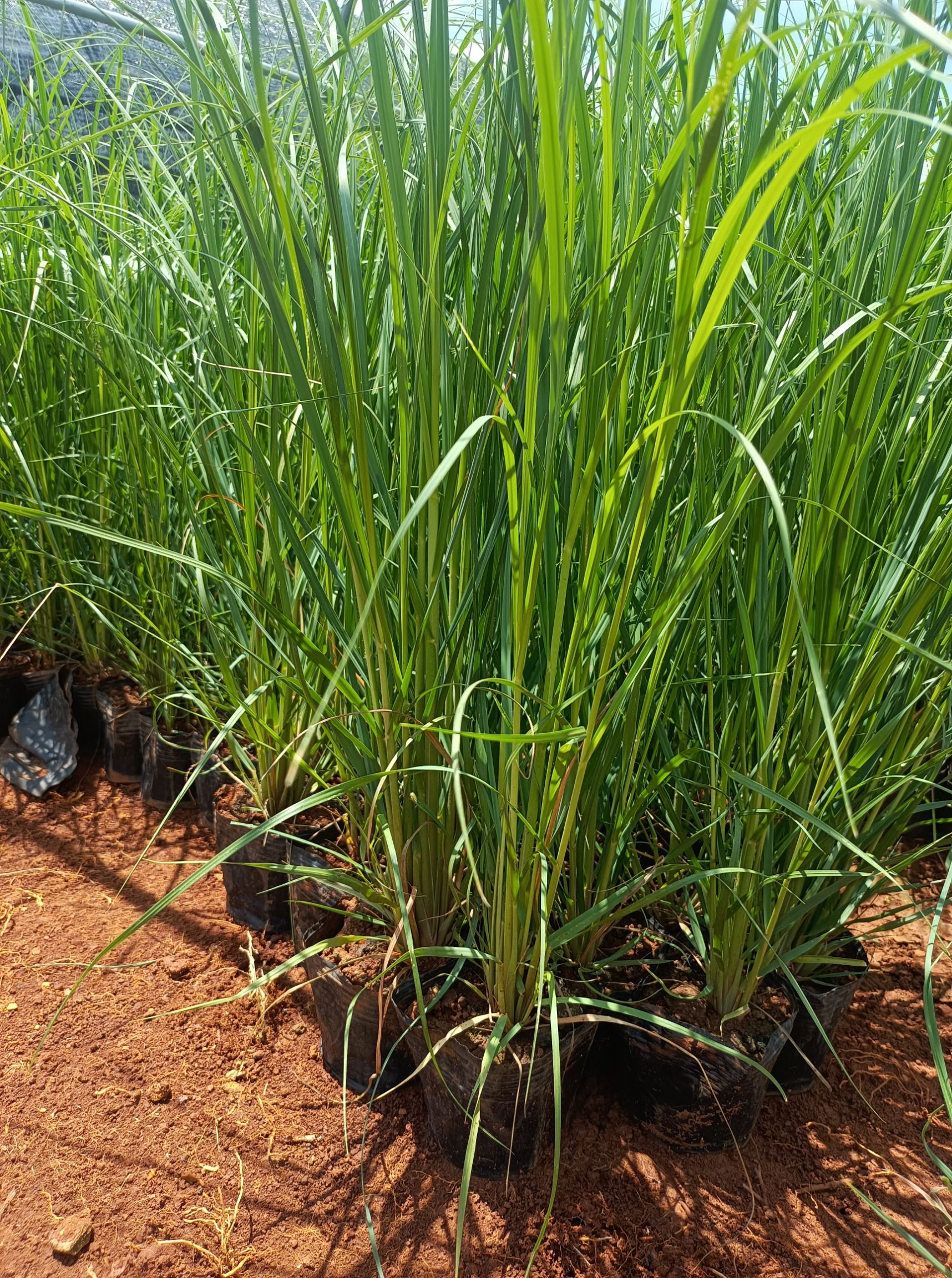 蒲苇 矮蒲苇 蒲苇基地直供