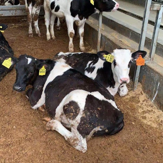 新兴县供应阉奶公/奶公架子牛，重量：100～250kg，欢迎咨询