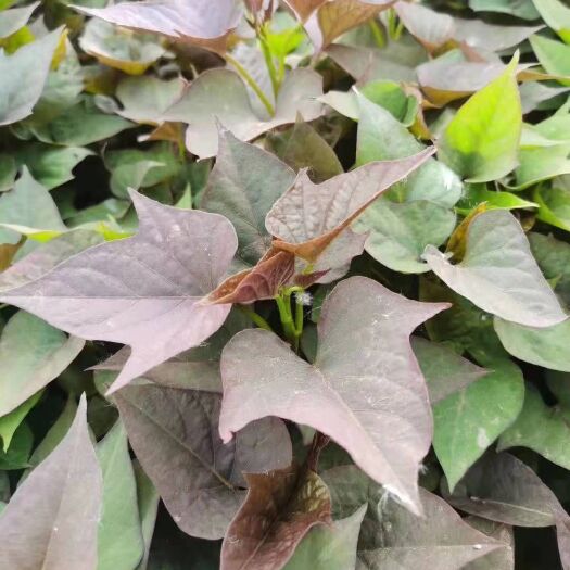 易县红薯苗北京553红薯苗北京红红薯苗黄皮黄心口感软糯香甜薯形好