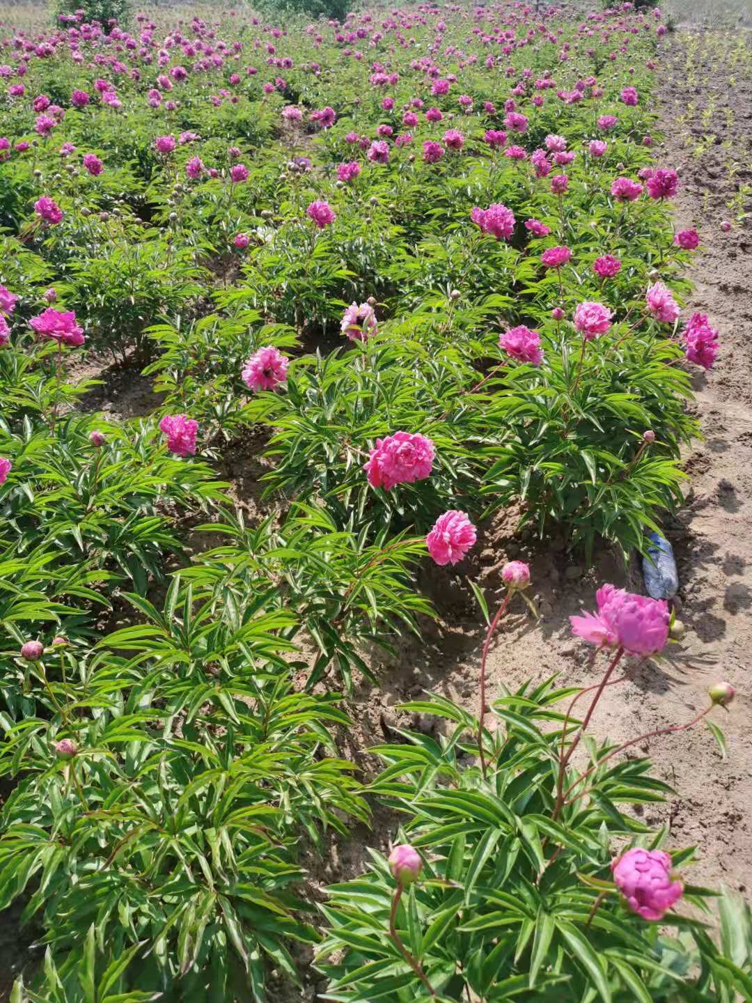  芍药花 多色千层芍药花 东北耐寒重瓣芍药花 量大优惠实地看苗