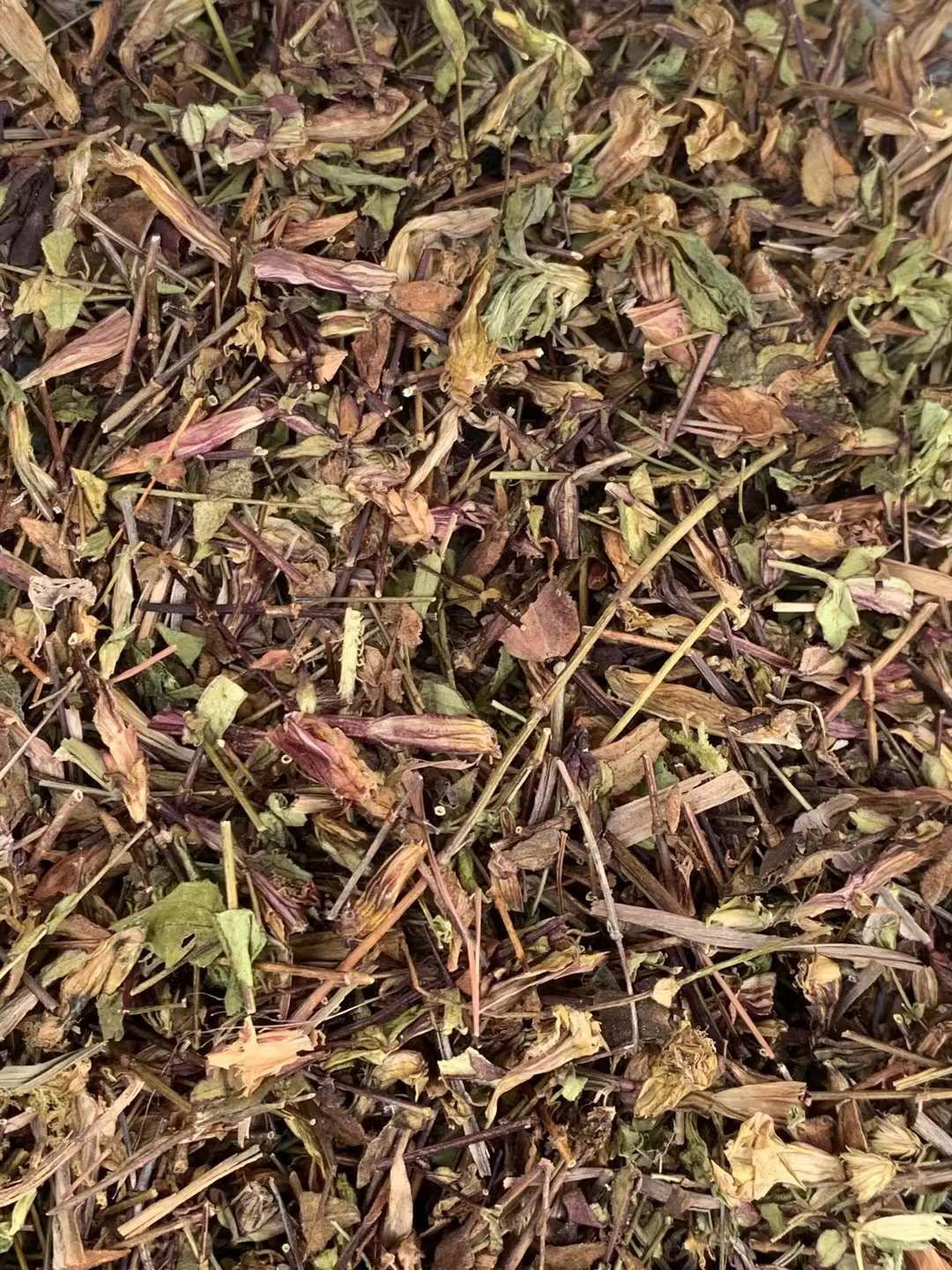 玉林长期供应｛青叶胆｝可批量可零售量大从优【包邮】