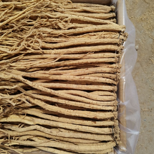 中山市白条党参 