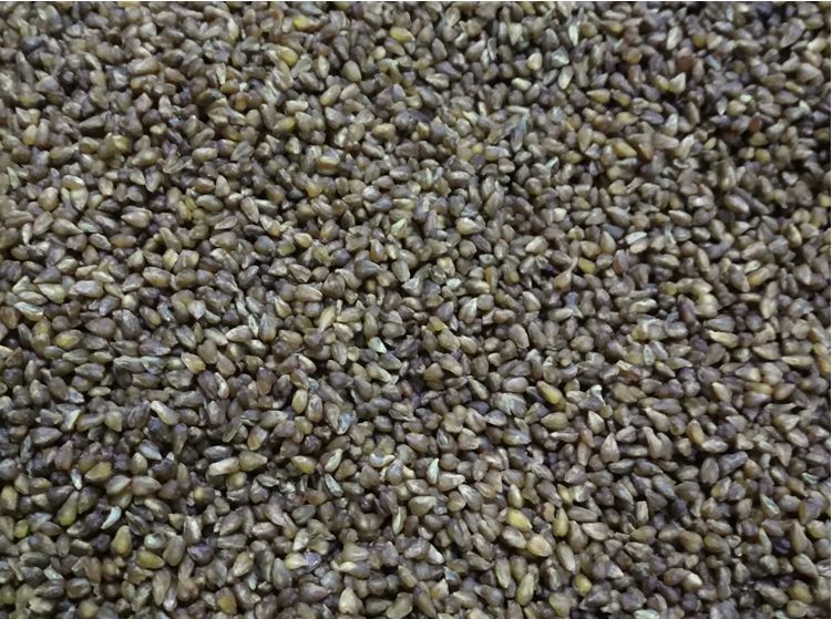 优质黑苦荞米一斤起批荞麦米苦荞麦米可以煮饭熬粥炒苦荞茶