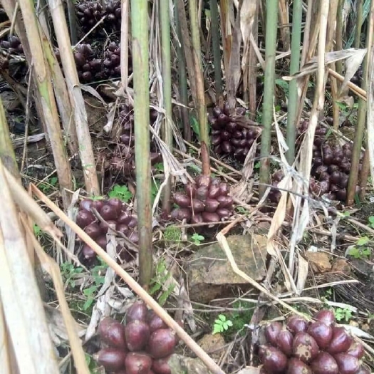 兴义市 老挝野生草果