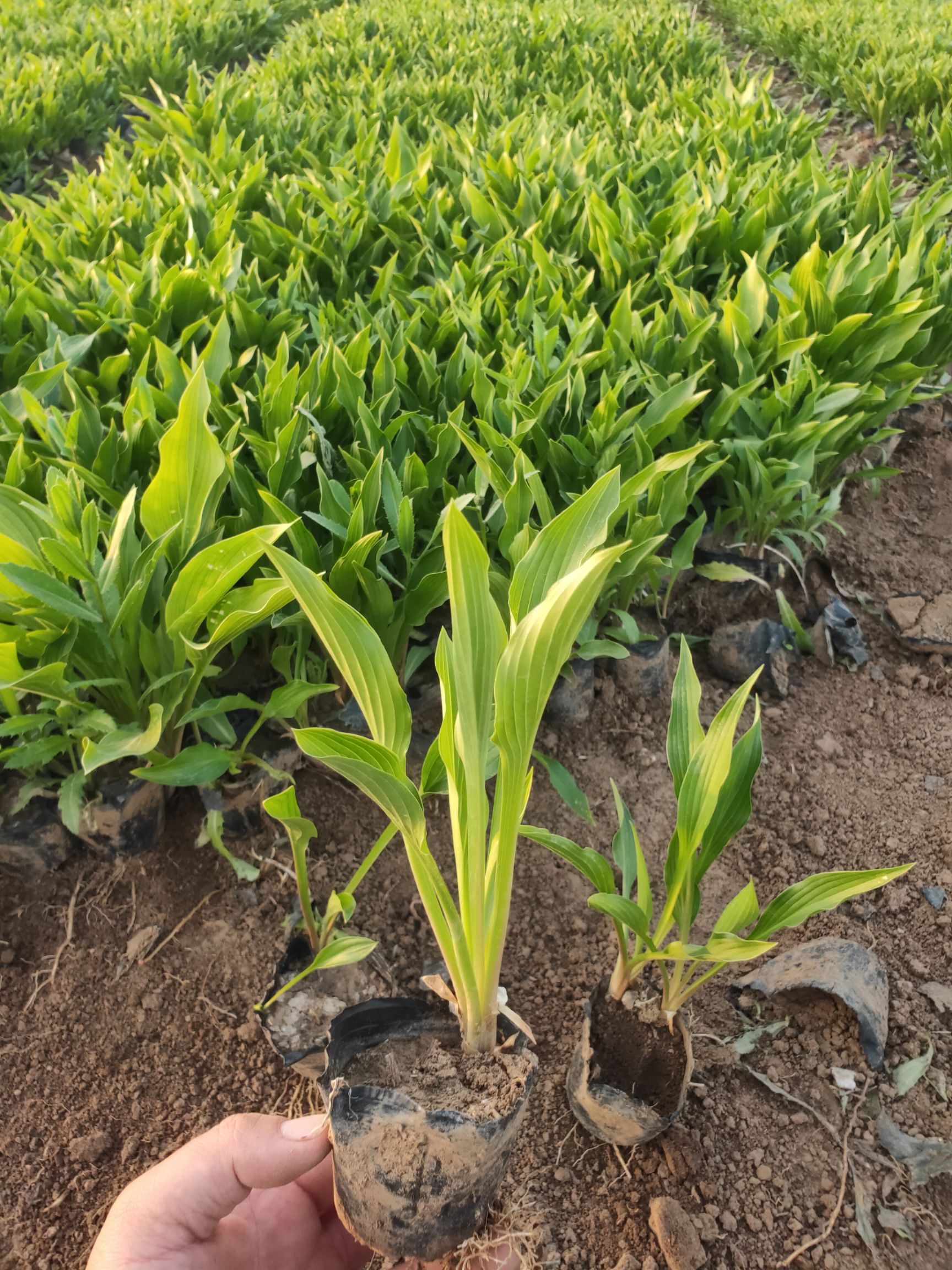 玉簪花  玉簪 基地大量批发玉簪