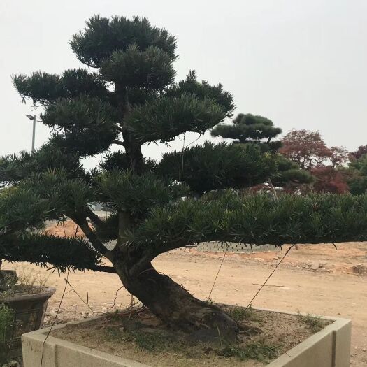 淳安县 罗汉松