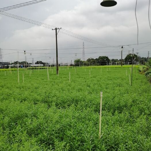 佛山黄莺花