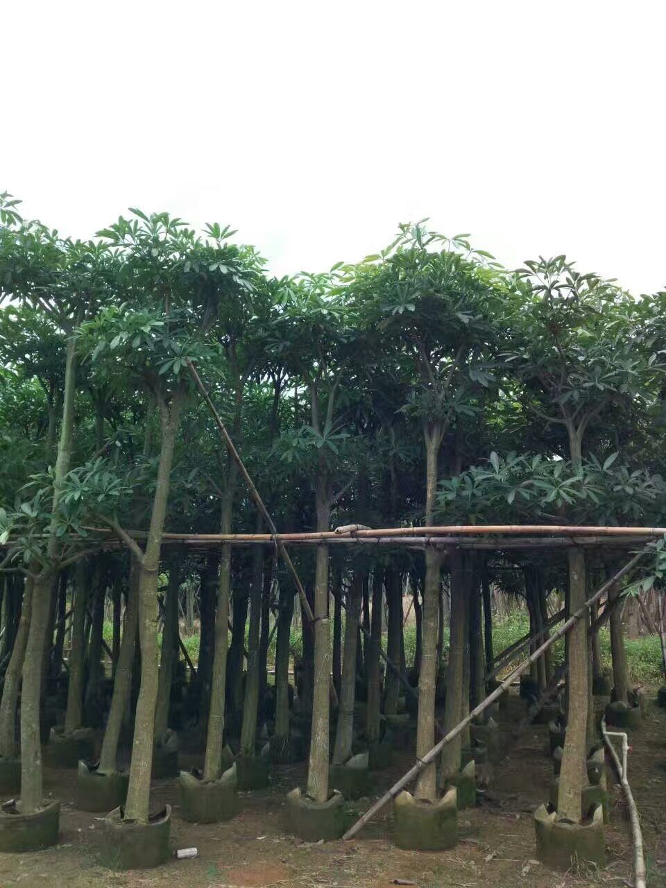 广东盆架子、灯台树袋苗/假植苗现场出售