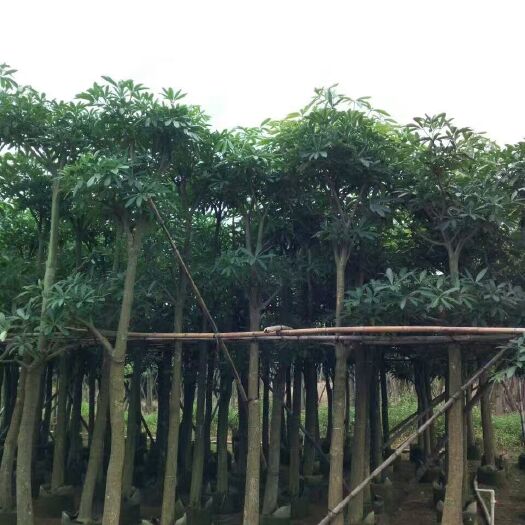 普宁市广东盆架子、灯台树袋苗/假植苗现场出售