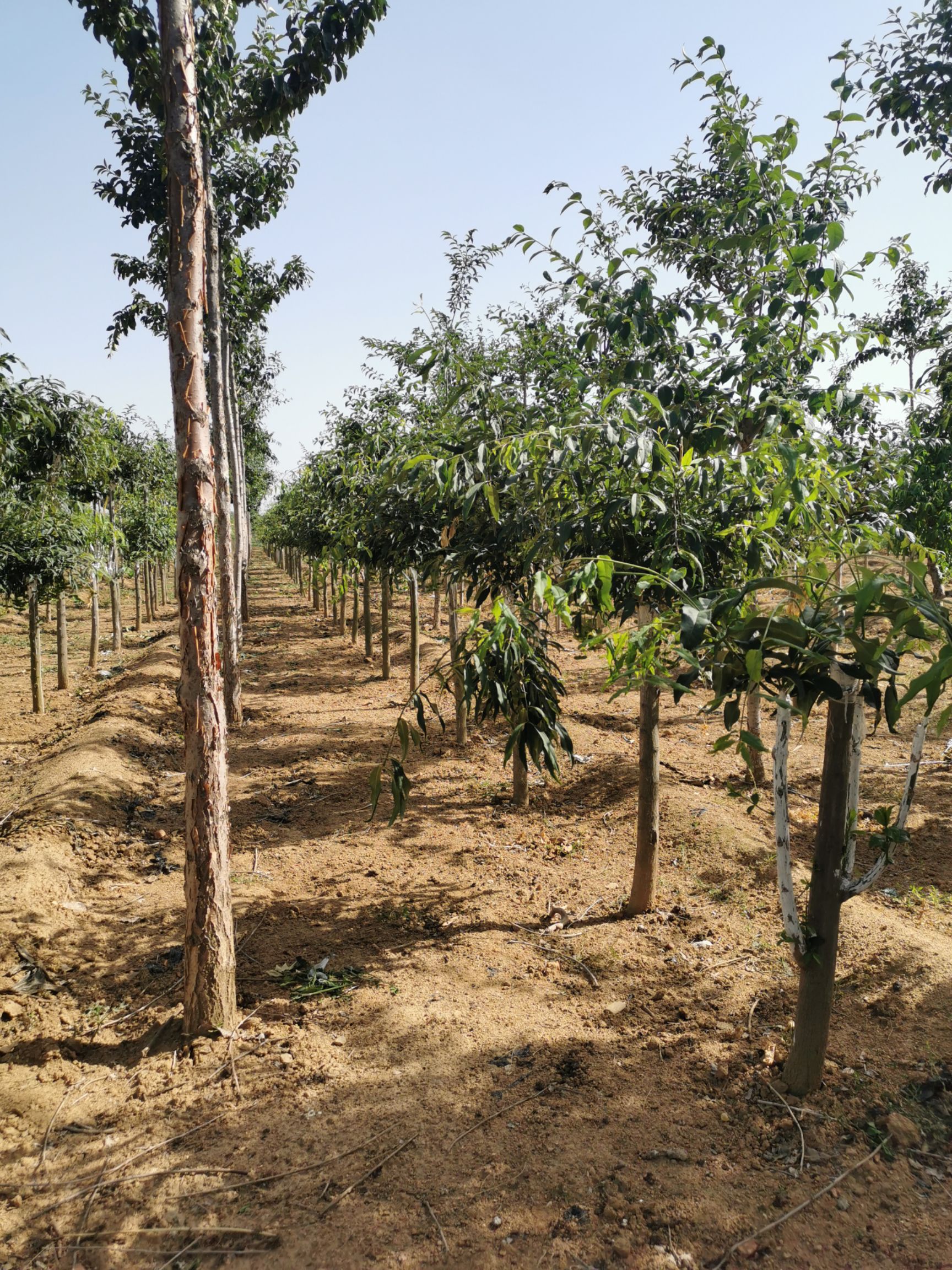 陕西卫矛 金丝吊蝴蝶