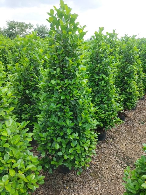 火山榕!一米四至一米六高!冠幅50厘米!可供3000